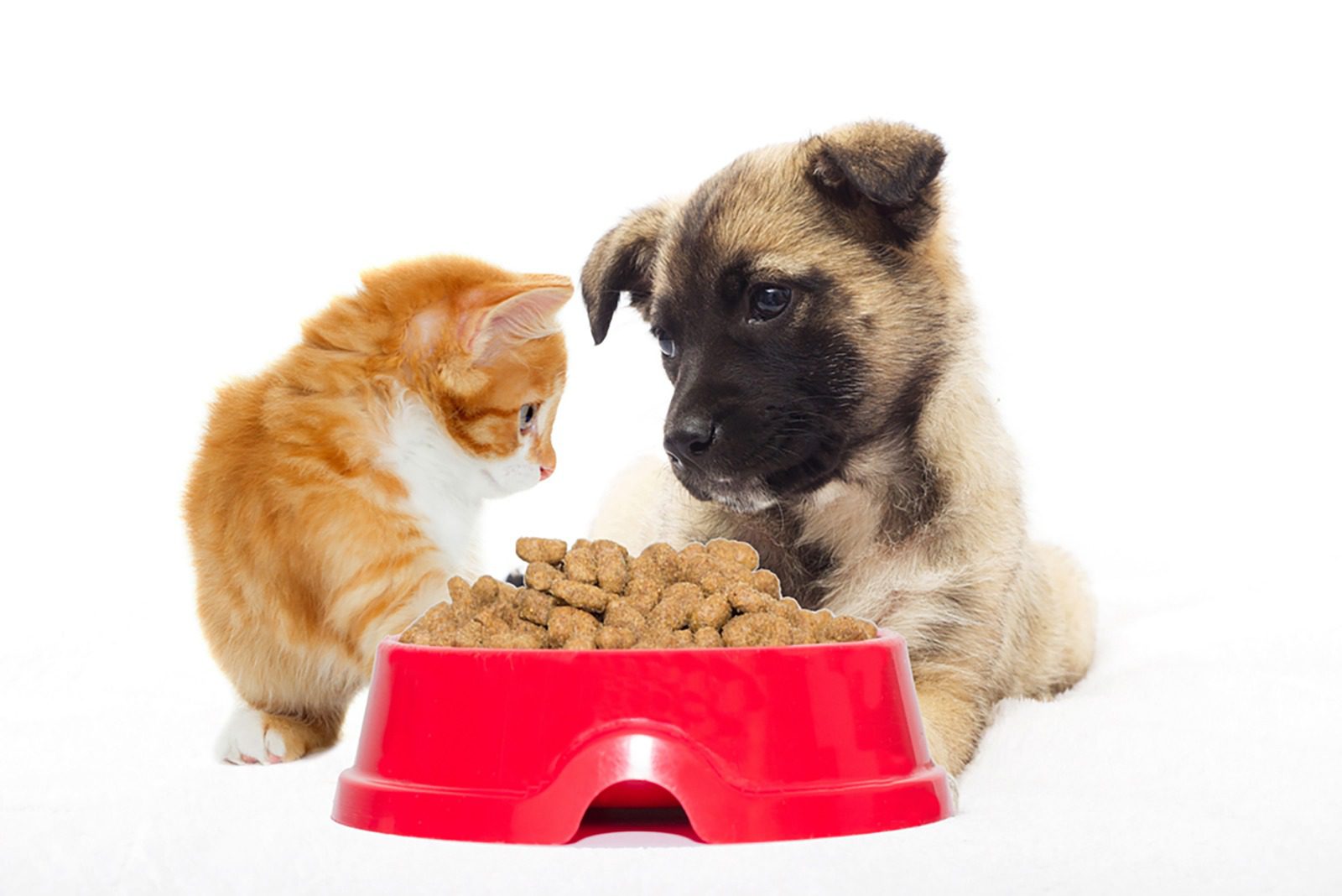 اهمیت غذای سالم برای حیوانات خانگی به خصوص سگ و گربه