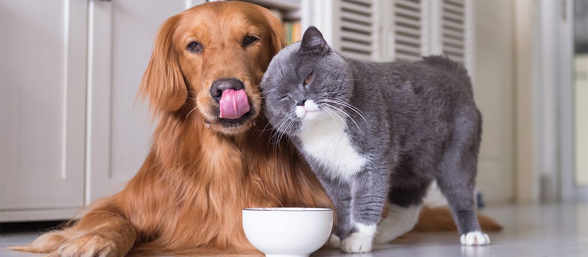 غذای روزانه سگ و گربه