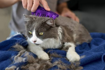 کاهش ریزش مو در سگ و گربه خانگی