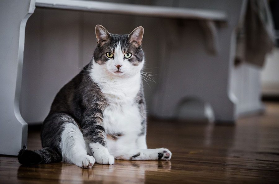 خطرات تغذیه نادرست برای گربه‌ها و راه‌های پیشگیری