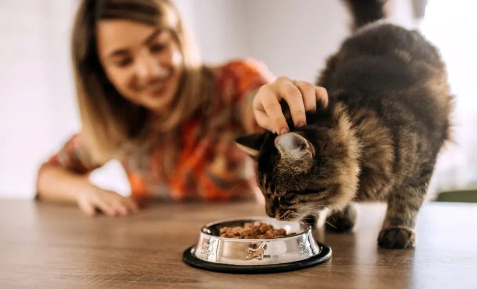 خطرات تغذیه نادرست برای گربه‌ها و راه‌های پیشگیری