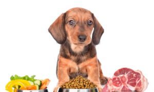 تغذیه تعادل یافته حیوانات خانگی