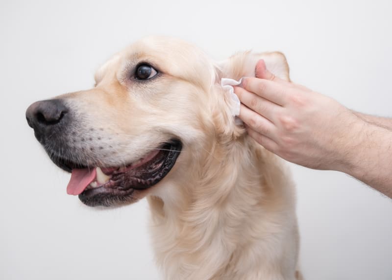 مراحل تمیز کردن گوش سگ