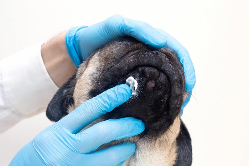 عفونت مخمری در سگ