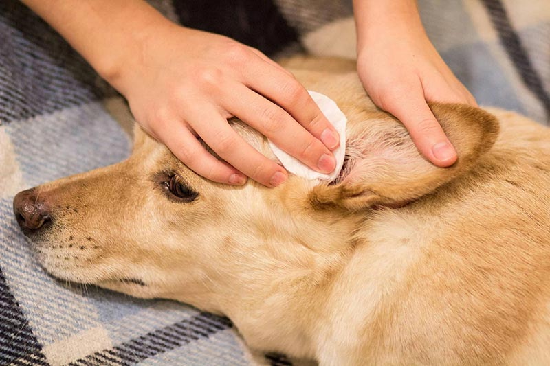 درمان عفونت مخمری در سگ