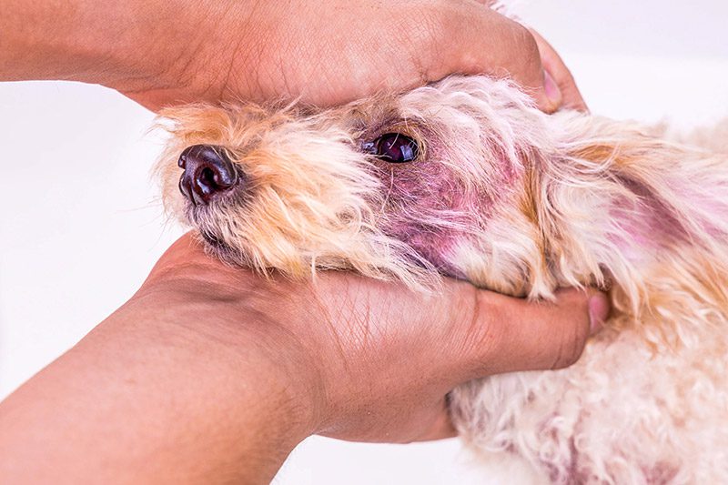 درمان عفونت مخمری در سگ