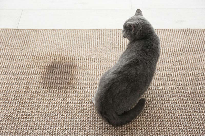 چرا گربه خارج از ظرف خاک ادرار می کند