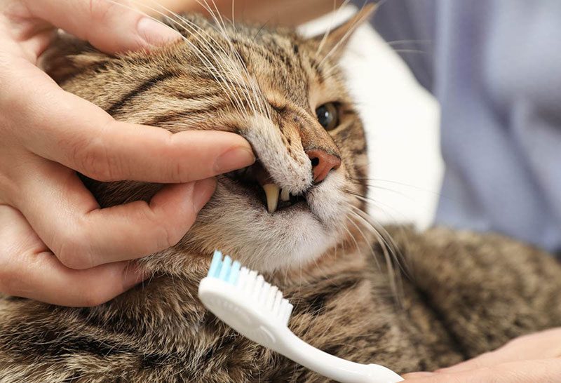 5 اشتباه رایج نگهداری از گربه ها - عدم توجه به بهداشت دهان و دندان