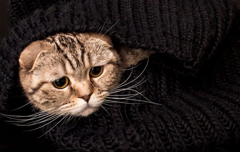 نشانه استرس در گربه ها