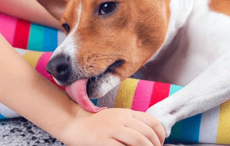 چرا سگ ها دستان ما را لیس می زنند