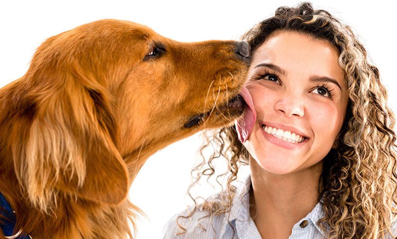 چرا سگ ها ما را لیس می زنند