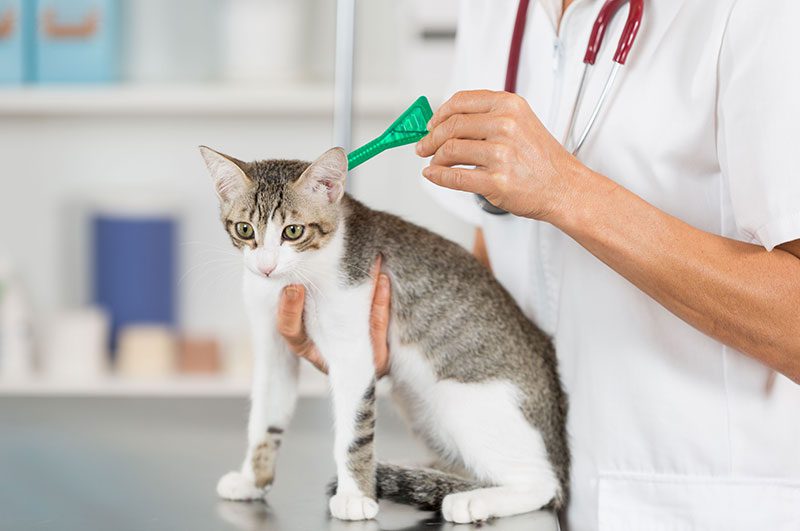 داروهای پیشگیری از کک و کنه برای گربه