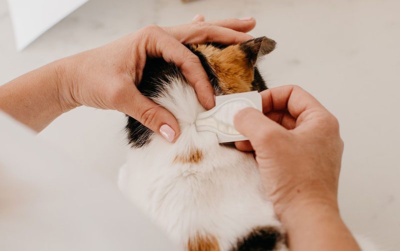 پیشگیری و درمان کک و کنه برای گربه ها