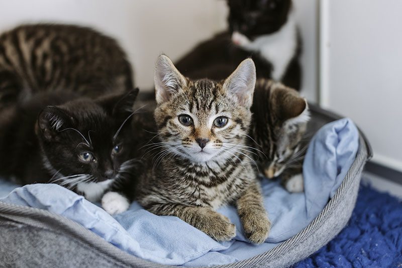 پیشگیری و درمان کک و کنه برای گربه ها
