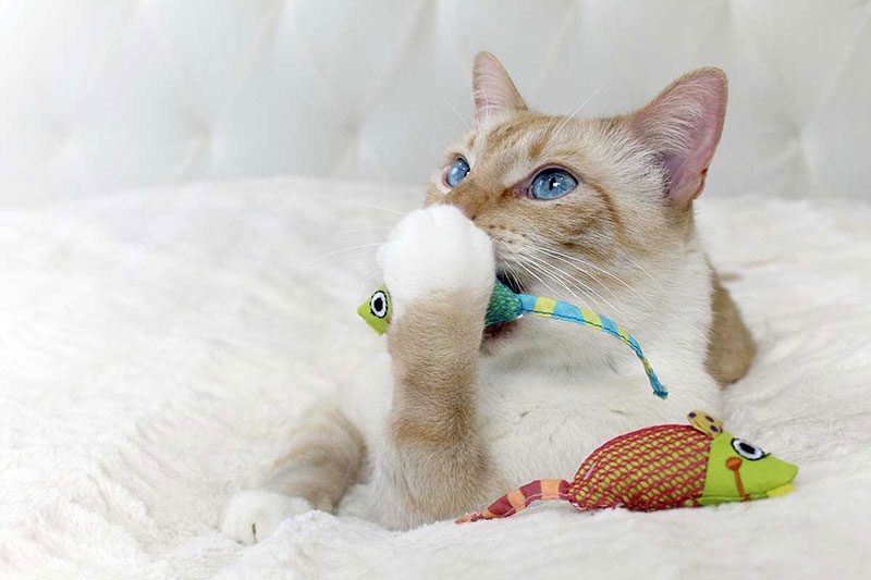 اسباب بازی های دندانی گربه