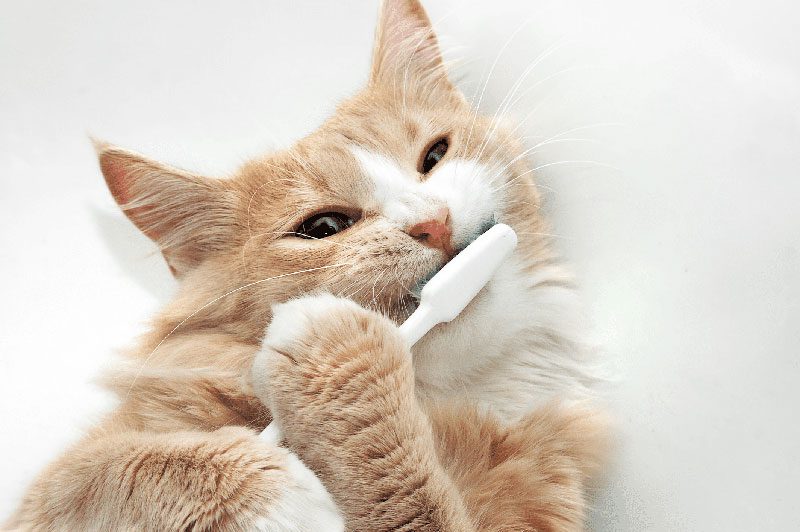 تمیز نگه داشتن دندان گربه