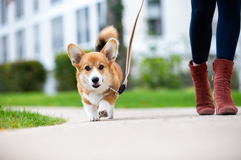 چگونه سگ خود را به پیاده روی ببریم